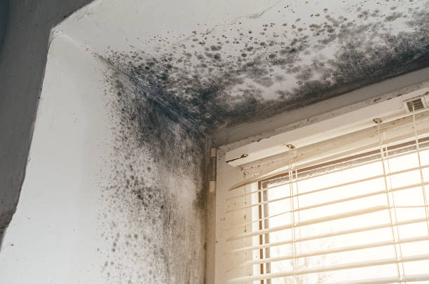 Affordable Mold Inspection And Testing solutions in Middlesex, NC